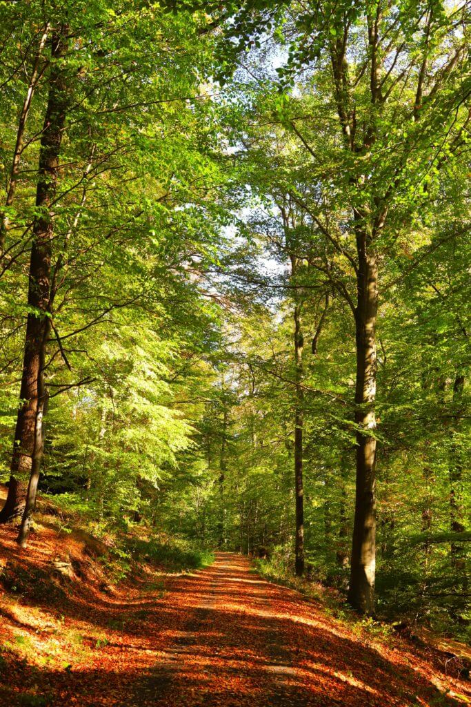 Wald Königswinter