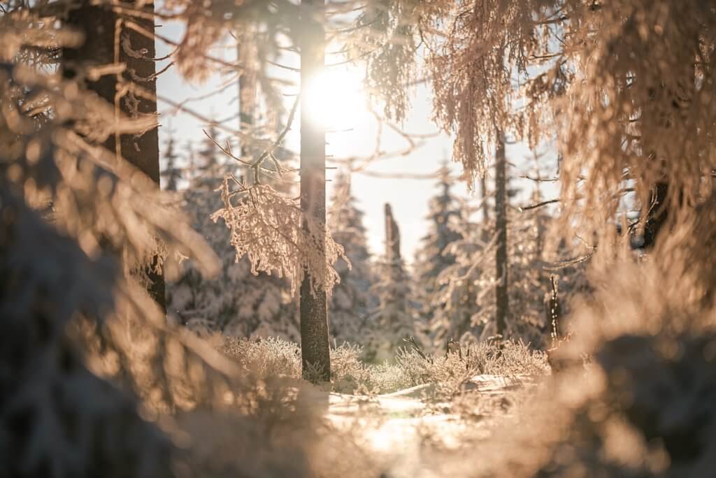 Winterwald im Harz