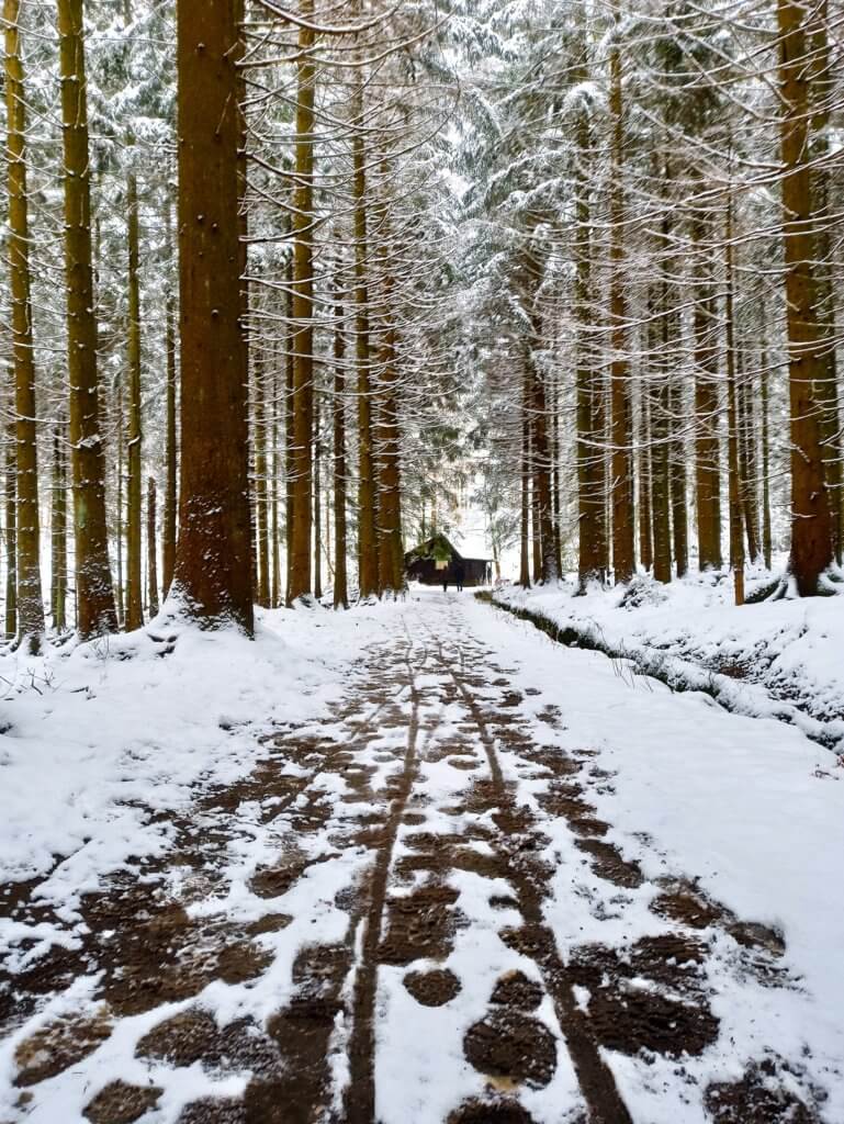 Weg im Schnee im Harzer Wald
