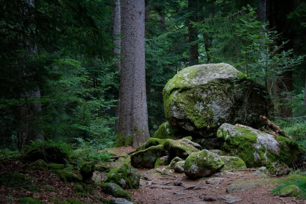 Felsen im Wald von Triberg